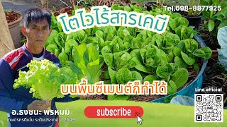 ปลูกผักยังไงให้โตไว | ไร้สารเคมี | สูตรธงชนะ #ธงชนะพรหมมิ #ปุ๋ยหมักอินทรีย์ #ผักปลอดสารพิษ