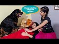 Dog protecting my pregnant wife | protecting baby | funny dog videos.