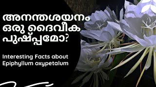 അനന്തശയനം ഒരു ദൈവീകപുഷ്പ്പമോ?Brama kamal- Interesting Facts about flowers-A wave's stories