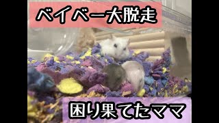 ジャンガリアンハムスターのベイベーの大脱走