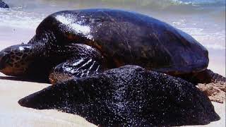 ハワイアン・カウボーイ・・・清水峯生