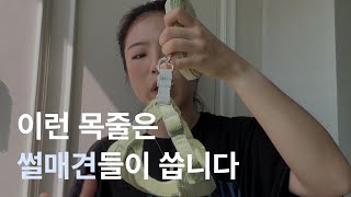 강아지 하네스 썰매견들이 쓰는거라고?! | 강아지 하네스 목줄