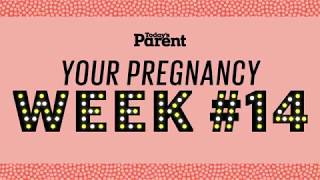 Your pregnancy: 14 weeks