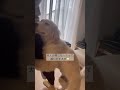 腰振りまくる子犬🐻‍❄️ 犬 ポメプー ポメラニアン ゴルピレ ゴールデンレトリバー グレートピレニーズ