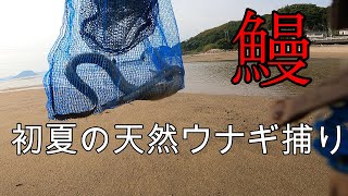 初夏の天然ウナギ捕り（竹筒漁）