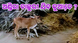 ଅଣ୍ଡିରା ବାଛୁରୀ ଯିବ କୁଆଡେ଼ ? Andira Bachhuri jiba kuade | Male Calfs problem