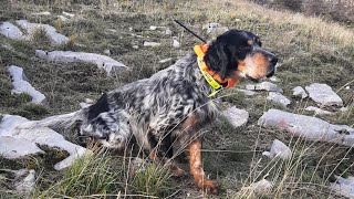 English Setter Monun,Hunting,Alectoris Graeca,Thelleza,Coturnice