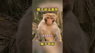 如果猴子会说话，他会怎么吐槽？解决不开心！