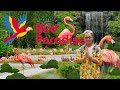 Bird Paradise Singapore - Latest attraction at Mandai wildlife reserve