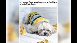 The 14 Golden Rules of Feeding Lhasa Apsos