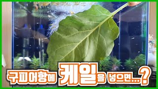 [구피키우기 시리즈12]구피어항에 케일을 먹이로 준 날 그리고 물멍타임/guppy/fish tank/shrimp/corydoras