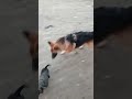 gsd dog 🐕❤️ playing with cut papi shorts shorts video dog gsd dog cut papi