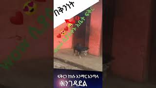 የሰው ልጅ ከእንሰሳት ፍቅሩ አነሰ #shorts |ድንቅ ልጆች |seifuonebs |denkelejoch