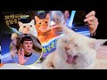 the secret of the cat planet was leaked ｜lamuncats⋈