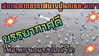 ที่นี่บางปู#ตากอากาศบางปู#ทะเล#นกแปลก#นกเยอะ#ชมนก#เที่ยว#เที่ยวไทย#บางปู#สมุทรปราการ#ชมวิว#คลิปสั้น