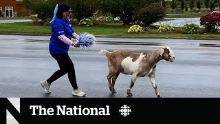 #TheMoment a goat joined a Newfoundland marathon