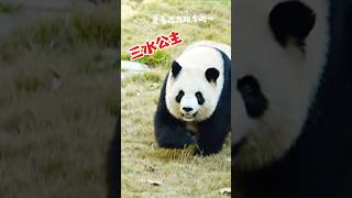 愛笑的小熊-三水公主#大熊貓#熊貓#貓熊#판다#熊貓愛Panda#搞笑#有趣#funnypanda#可愛#療癒#panda #淼淼#三水公主