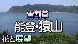 奥能登最後の秘境、猿山。ユキワリソウ大群生地。花と展望。