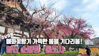 [4k] 경남여행ㅣ매화꽃향기 가득한 양산 순매원과 통도사!