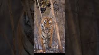 Tiger #shorts@ #video #wildlife #ranthamborenationalpark