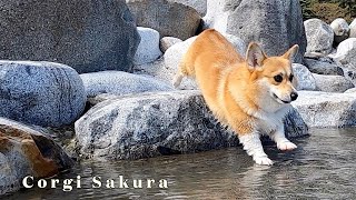 １０月の晴れた日に川で遊ぶコーギー / Corgi playing in the river on a sunny day in October