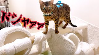 巨大キャットタワーも倒してしまうパワフルベンガル猫