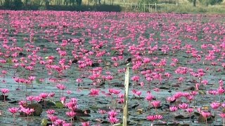 Thailand only ที่นี่ที่เดียว 17/12/57 : เปิดทะเลบัวแดงแห่งใหม่ที่นครพนม