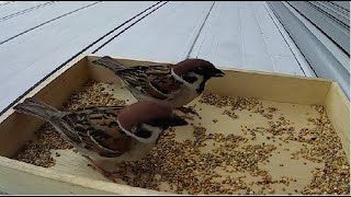 ベランダでスズメに餌やり