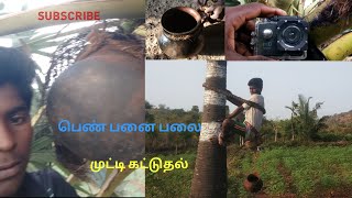 🌴பெண் பனை பலையில் முட்டி கட்டுதல் 👍#subscribe #tamil #trending #vlog 💗