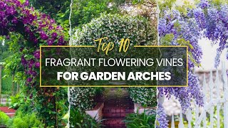 10 Fragrant Flowering Vines for Garden Arches