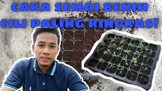 [TUTORIAL ] Cara Semai Cili Bara paling mudah dan ringkas!