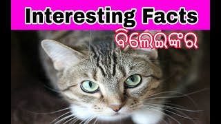 ବିଲେଇର INTERESTING FACTS ଓଡିଆରେ|CATS REAL FACT|କଣ ବିଲେଇ Harmful|ଦେଖନ୍ତୁ ଏହି videoରେ