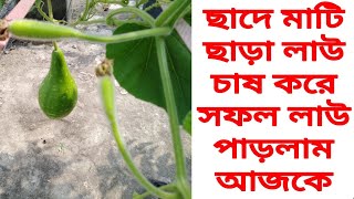 ছাদে মাটি ছাড়া লাউ চাষ  আজকে লাউ পাড়লাম