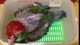 綠翅(紅)金剛鸚鵡 (Green-winged Macaw)  破殼至手養90天全紀錄