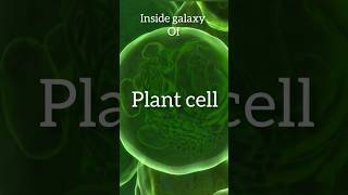 Leaf | journey inside leaf🌿👌#shortvideo #plants #biology #cells #anatomy