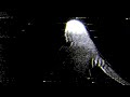 Fahlberg - Ain't No Sunshine