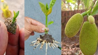 How to grow jackfruit tree, creative Bud gafting jackpot tree with onion grow fast 100% success.