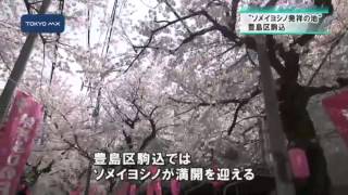 ソメイヨシノ発祥の地　豊島区「駒桜」