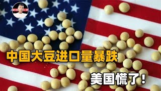 大豆进口量骤降！美国阴谋休想得逞，我国宣布赢得一场基因战胜利