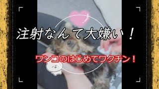 ちょこちゃん、はじめてのワクチン【ヨーキー】【子犬】【注射】【甘え声】