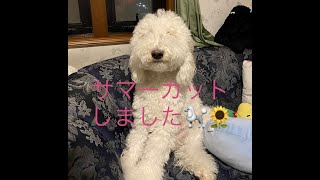 [Akubiの日常] 🐩サマーカットして羨ましい発見がありました💖