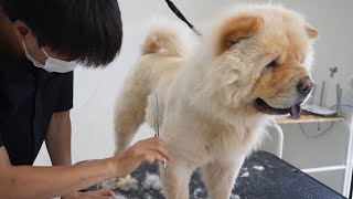 Chow Chow Dog Grooming - Angry Chow Chow Dog Grooming