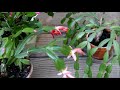 christmas cactus or thanksgiving cactus how to tell the difference