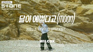 윌콕스 (Wilcox) - 달이 예쁘다고 (MOON) Live Clip