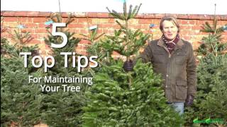 How to maintain your real Christmas tree - 5 top tips