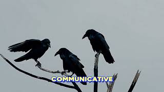 Why Crows are evil #facts #shorts #animals