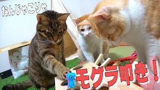 猫用のモグラ叩きを買ったら猫が全員おじいちゃんになっちゃいました…