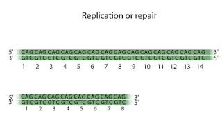 انبساط تکراری Trinucleotide