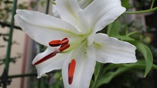 小さな窓の花ごよみ 88 梅雨空、七夕の頃　♪ラ・カンパネラ：F リスト♪