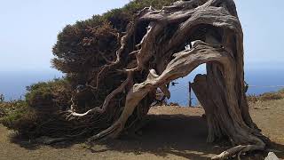 Canary Islands El Hierro El Sabinar